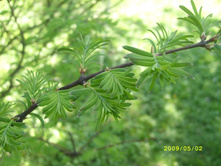 ��� ��� ���������