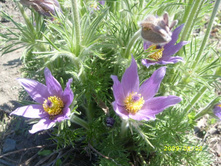 ������� �������