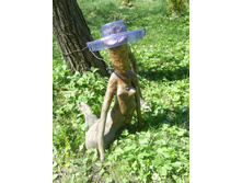 ���� ��� ������ 