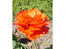 � ��� ������� 