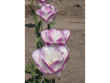 �������, ������ :)