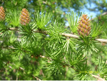 ���� �� �������� - ��� ����� 