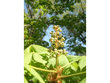 ����� �������, ����� "���������"