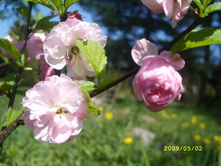 ������ ������������ �������� 