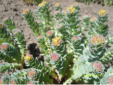 ����� ������ - ��������� 