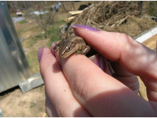 ����� �����