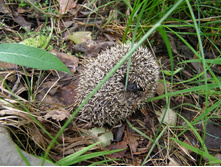 ����������� 086.jpg