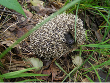 ����������� 087.jpg