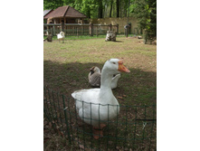DSCF6022.JPG