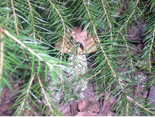 ����������� 147.jpg