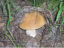 ����������� 148.jpg