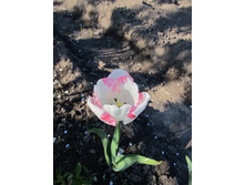 �� ���������.