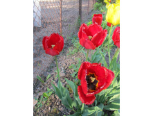 ������� �����������.