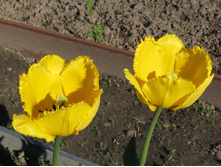 ����-������ �����������