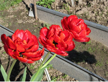 ������� �����������