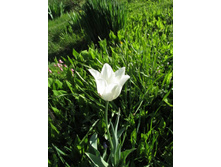 ����� �����������