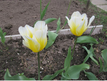 ����-������ \"����������\"