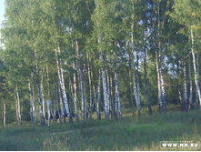 ���� 2006