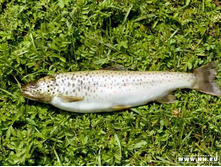 ������ ��������