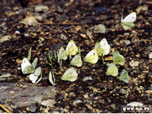 �������� 20010096 copy