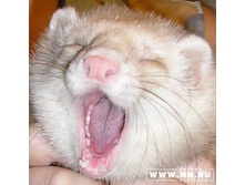 ڣ����� :)