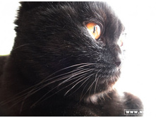 ��� �����������