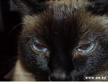 � ������