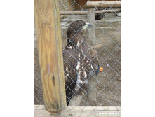 ������ �ң�