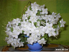 ������� (���������)