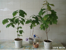 ������� ����