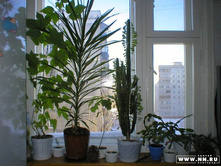 ������ ���