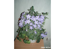 ����� (���������)