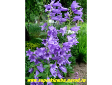 ����������� ������� �������������� 60 ��� � ������� �����