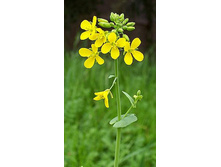 ��=���  ��=��=��=��� (����.)