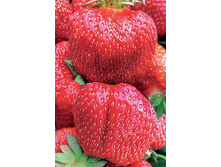 ��������� �����, 45���..jpg