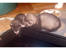 ���������� )))