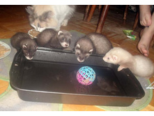 �� �������, �������, �� ���� ��� :)