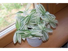 ������������ ������� (���)