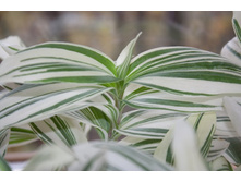 ������������ ������� (���)