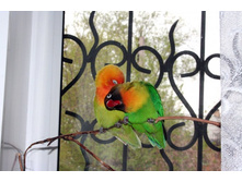 ����������� 311.jpg