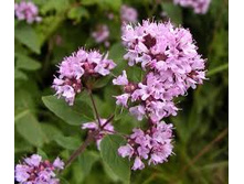 ������, 500� - 219�. 50�-22�