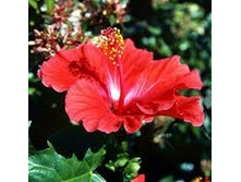 ������� (��������), 250�- 158���. 25� - 16���