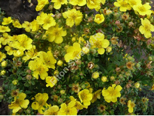 ���������� ���, 250�, ���� 140 �.