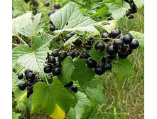 ��������� ����, 500 � -429���. 50� - 43���