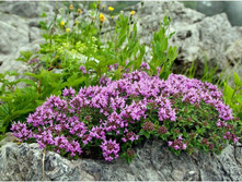 ������, 250 �, 184���,  25� - 19�