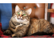 ������ �������������� � ������������