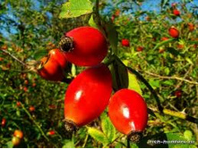 ����� �������� ��������� �������, 100�, 28 ���