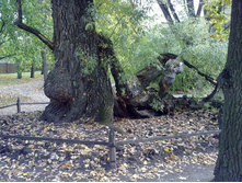 �� ����� ������