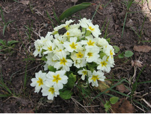 ������� �����, 30-50 �.