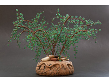 ������ ������